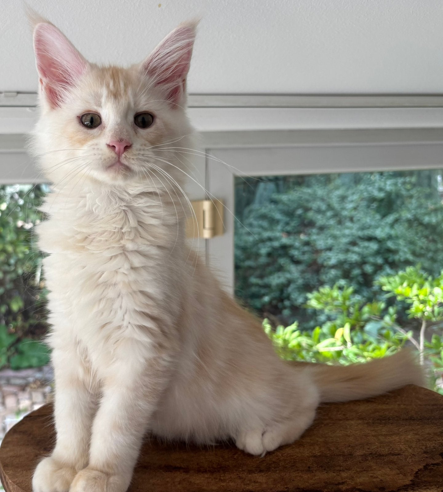 XXL Maine Coon Kittens beschikbaar €1450 met stamboom, Dieren en Toebehoren, Katten en Kittens | Raskatten | Langhaar, Meerdere dieren