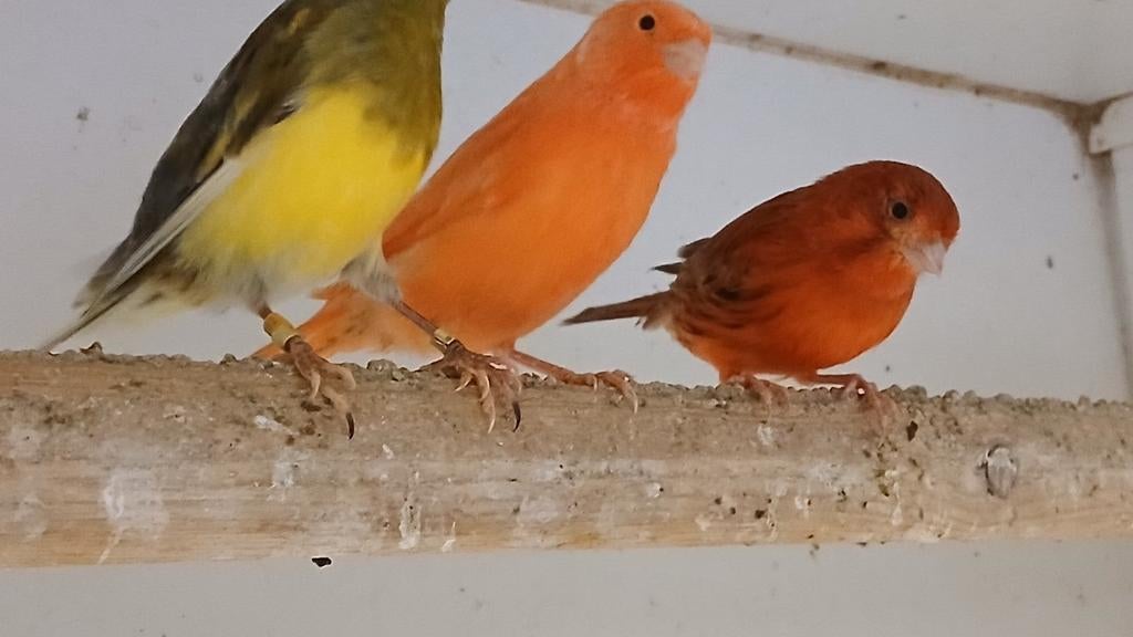 Kanaries  in verschillende kleuren, Meerdere dieren, Kleurkanarie