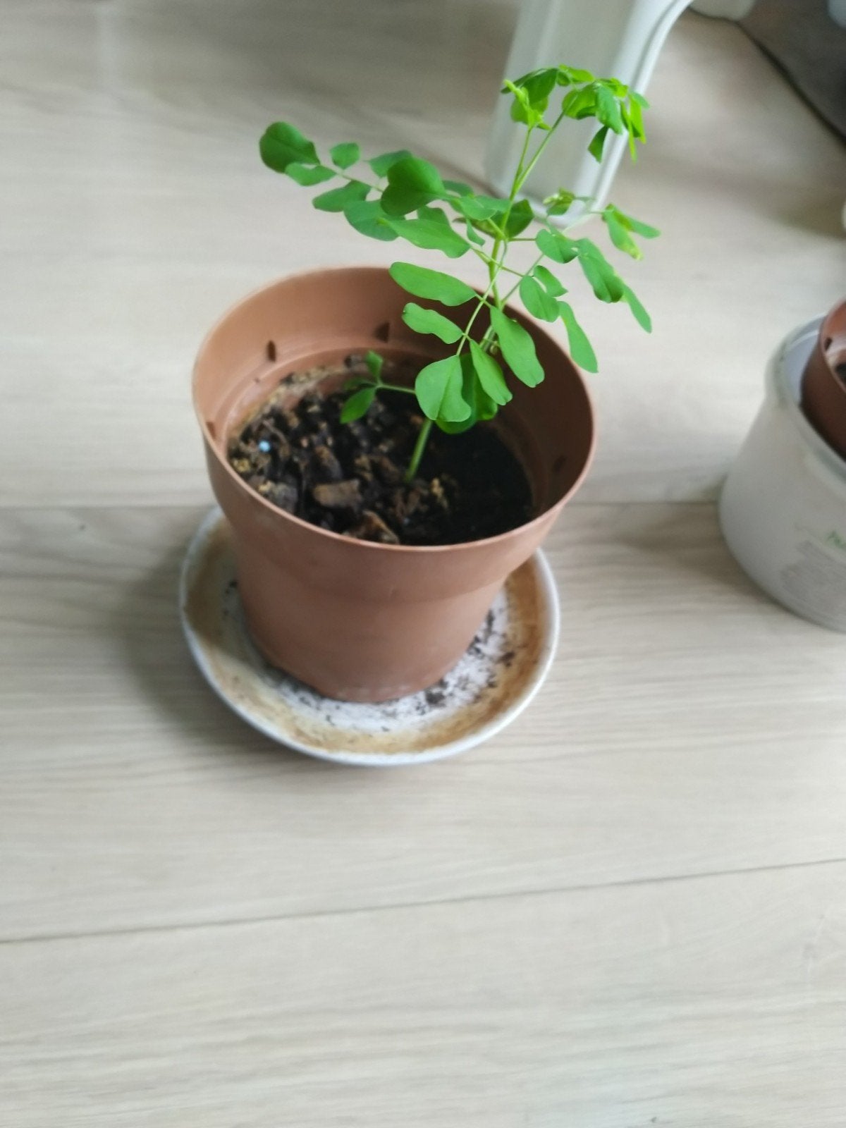 Moringa Oleifera plantje in pot, Ophalen, Overige soorten, In pot, Minder dan 100 cm