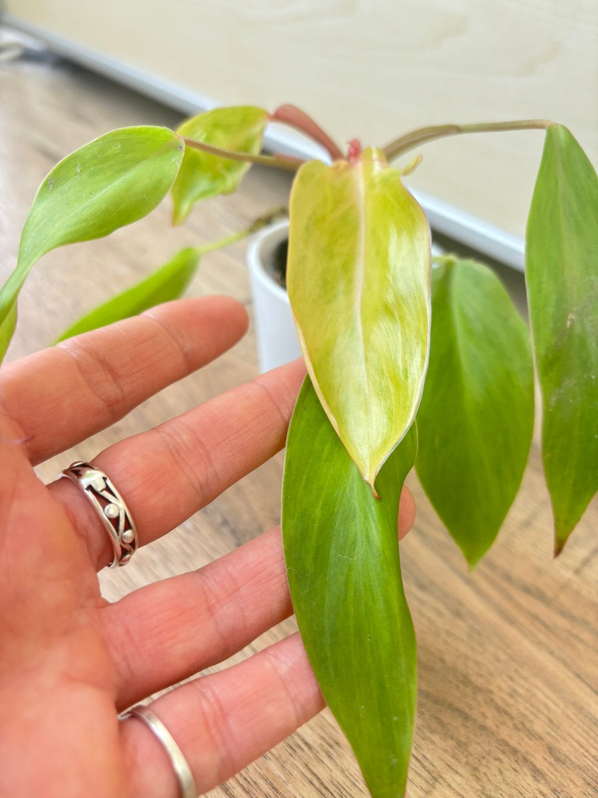 Philodendron moonlight variegata, Ophalen of Verzenden, Halfschaduw, Minder dan 100 cm