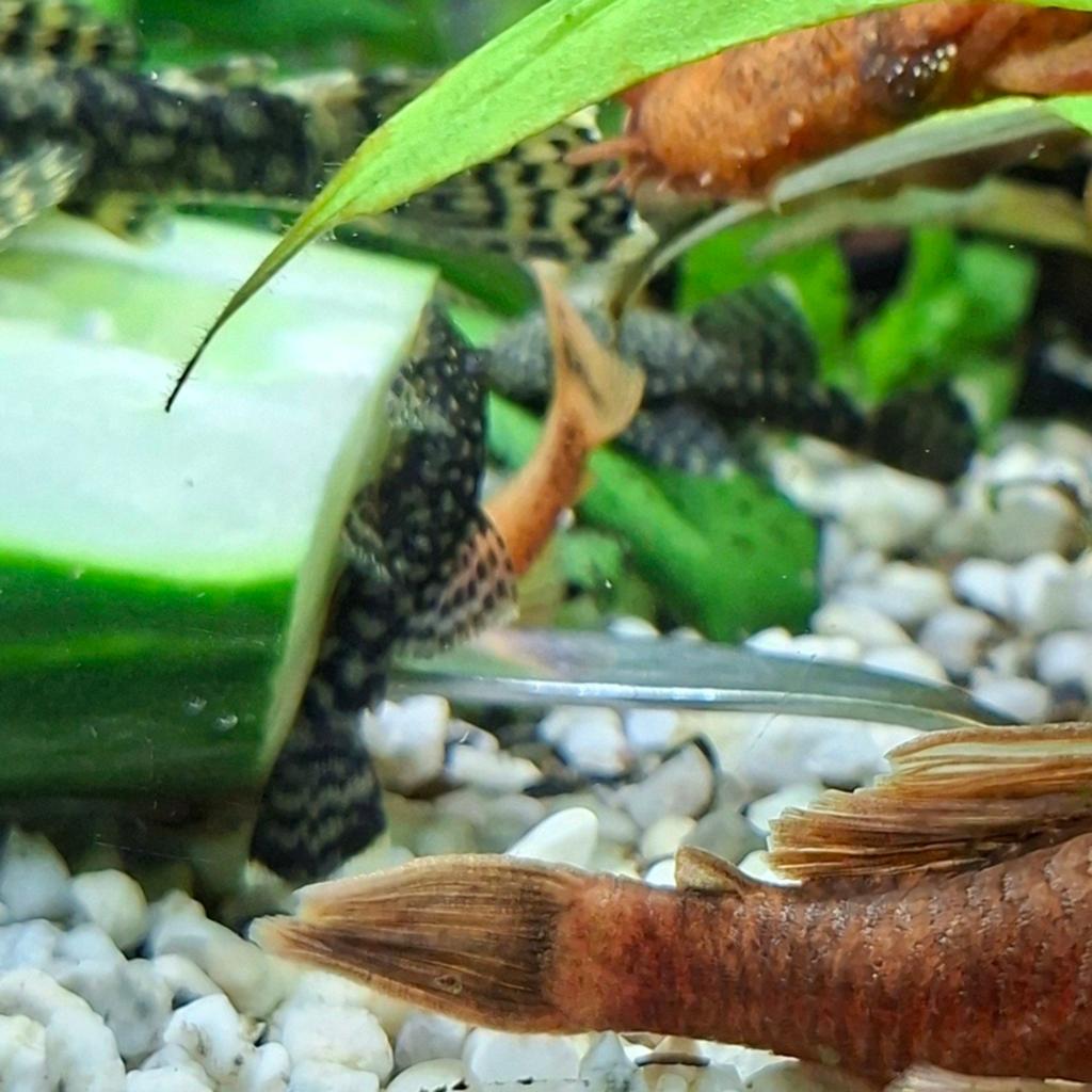 Pansermeerval gereserveerd, Dieren en Toebehoren, Vissen | Aquariumvissen, Vis