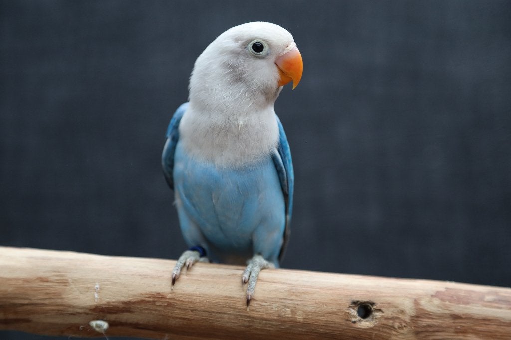 Jonge Baby Agapornis | Fischeri | Div. Kleuren | Handtam
