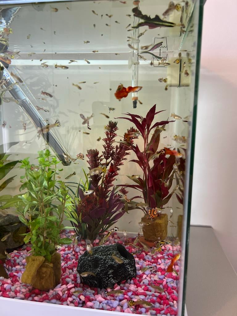Guppies te koop, Vis, Zoetwatervis
