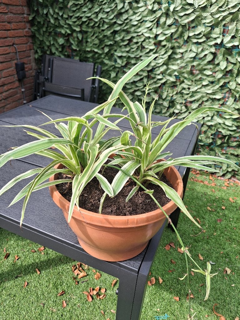 Graslelie (Chlorophytum comosum) in pot, Huis en Inrichting, Kamerplanten, Ophalen, Halfschaduw, In pot, Minder dan 100 cm