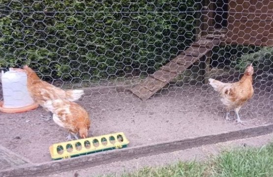 Friese hoenders hanen 4x gratis ophalen, Dieren en Toebehoren, Pluimvee, Mannelijk, Kip