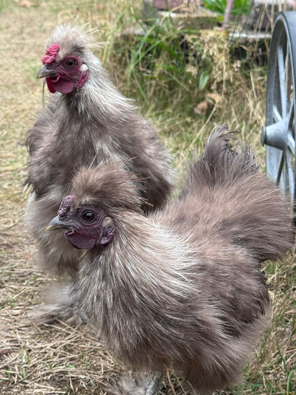 Zijdehoenders zijdehoen Haan zoekt huisje, Dieren en Toebehoren, Pluimvee, Mannelijk, Kip