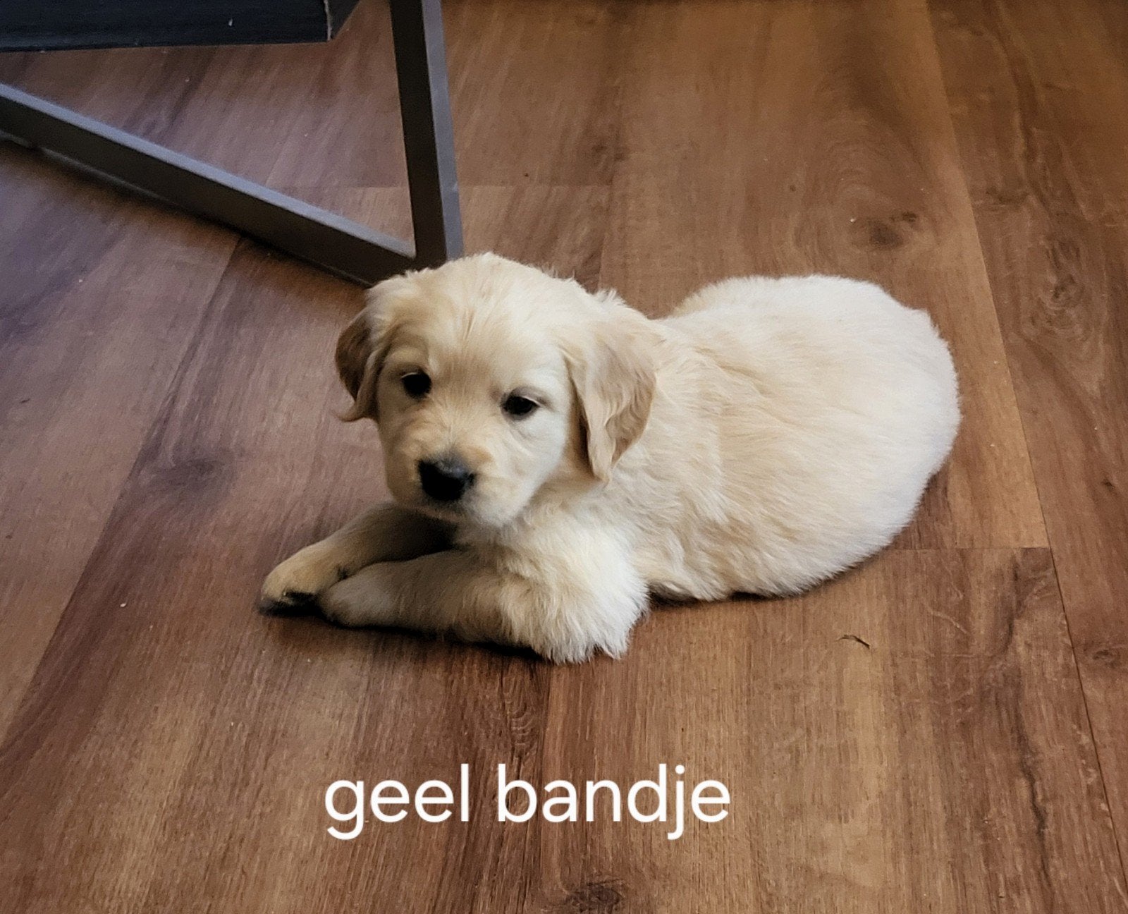 prachtige raszuivere Golden Retriever puppies, Dieren en Toebehoren, Golden retriever, 8 tot 15 weken, CDV (hondenziekte), Meerdere