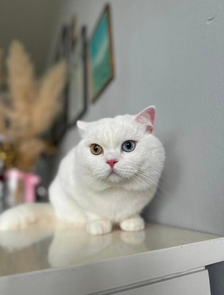 Zeldzame Britse Korthaar kater (odd-eyed) 2 jaar, Dieren en Toebehoren, Katten en Kittens | Raskatten | Korthaar, Kater, Gechipt