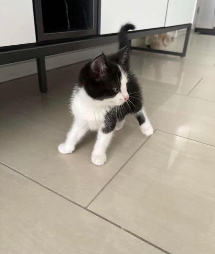 Kittens 8 weken oud jongens, 0 tot 2 jaar