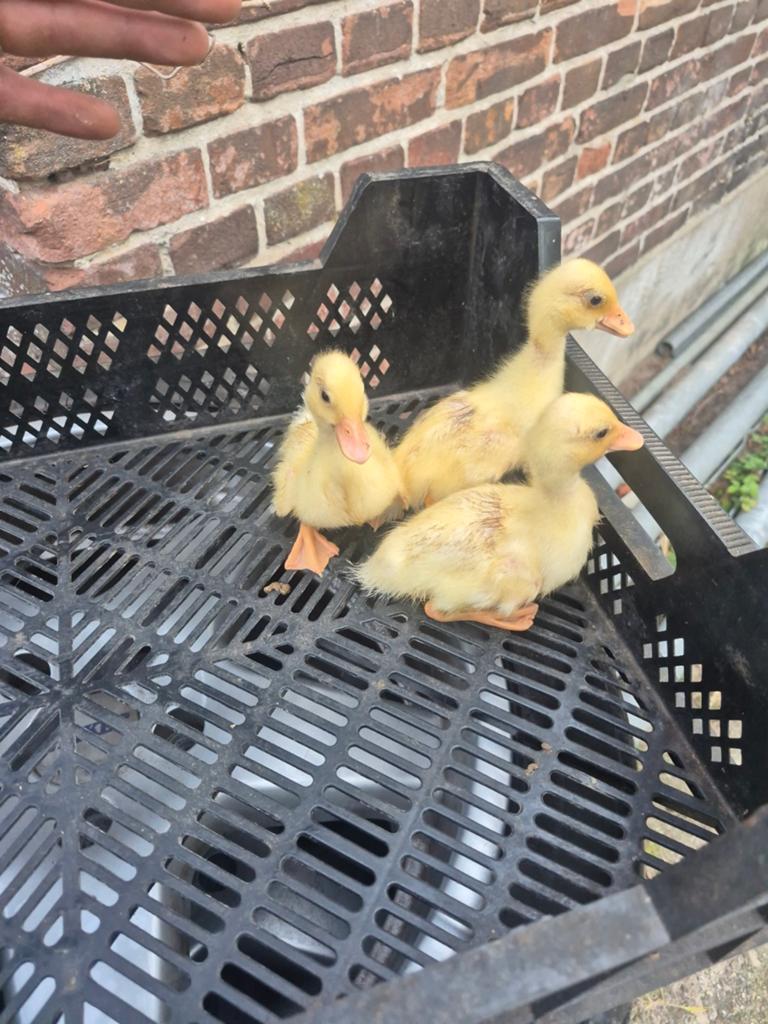 Medere witte kwaker kuikens te koop, Dieren en Toebehoren, Pluimvee, Meerdere dieren, Kip