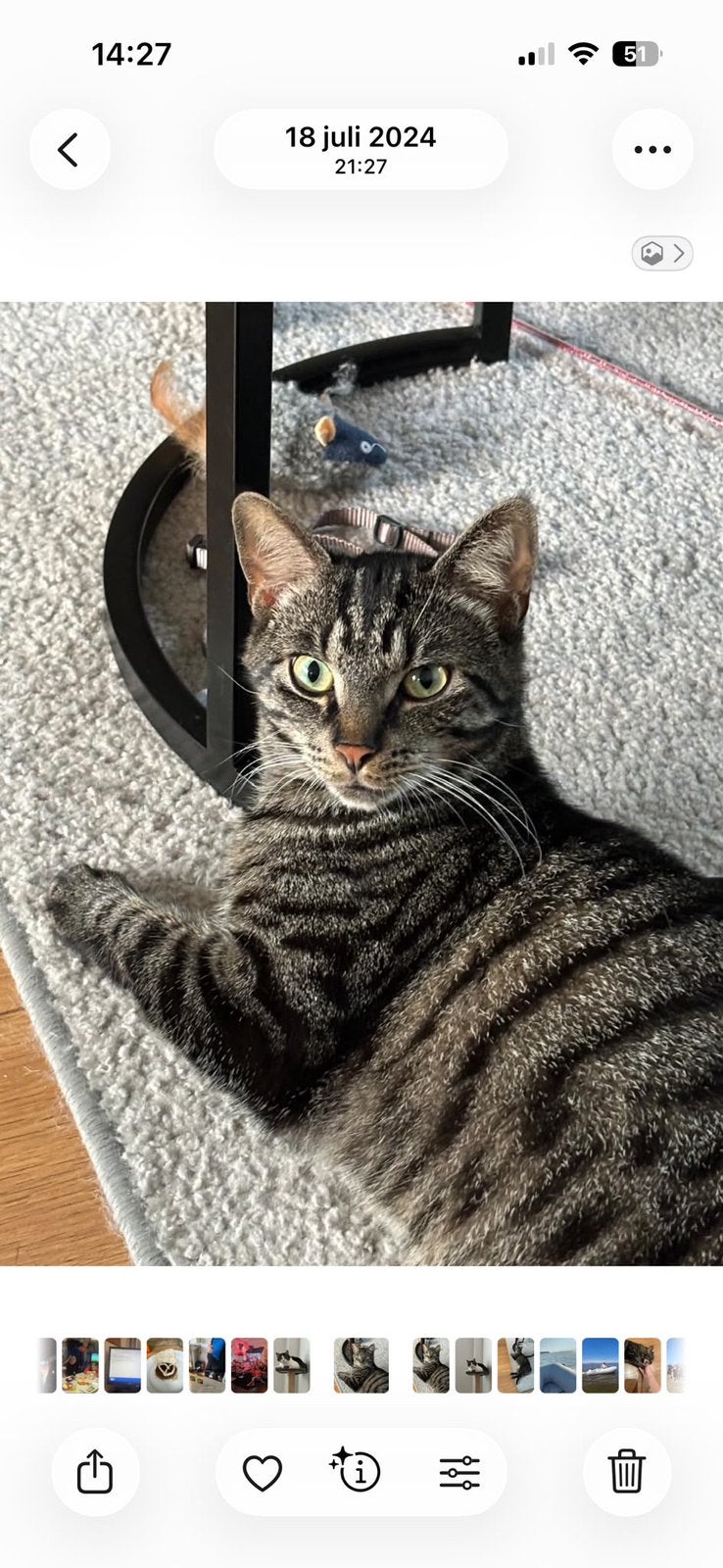 Gezocht een fijn huisje, Kater
