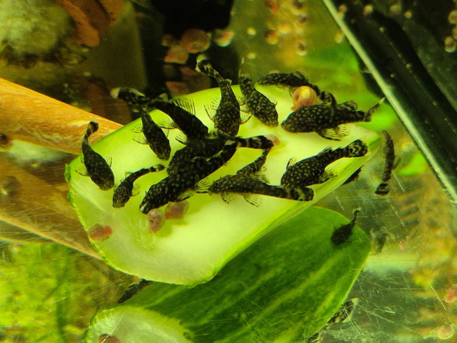Jonge borstelneus algeneters (Ancistrus) wildkleur, Dieren en Toebehoren, Vis