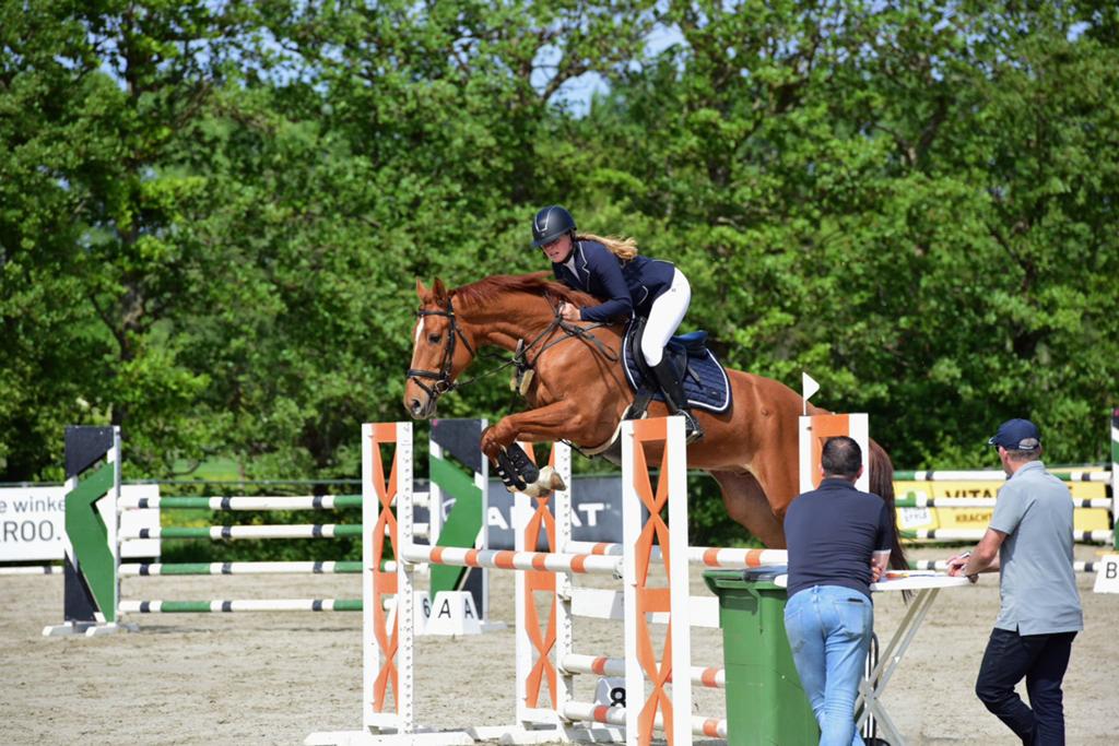 Fijne allrounder, Dieren en Toebehoren, Paarden, Met stamboom, Ruin, L, 7 tot 10 jaar