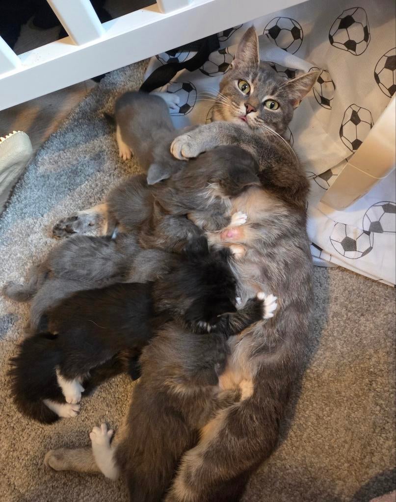 7 kittens beschikbaar!