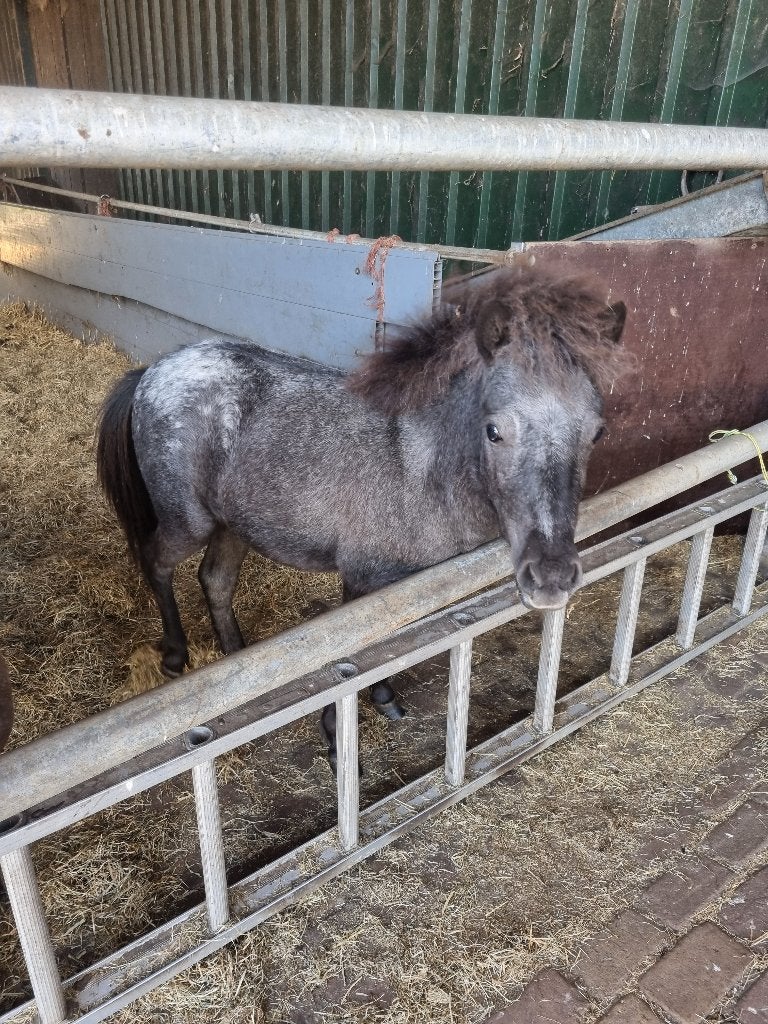 Mini pony merrie, Dieren en Toebehoren, Pony's, Merrie, Niet van toepassing, A pony (tot 1.17m), 0 tot 2 jaar