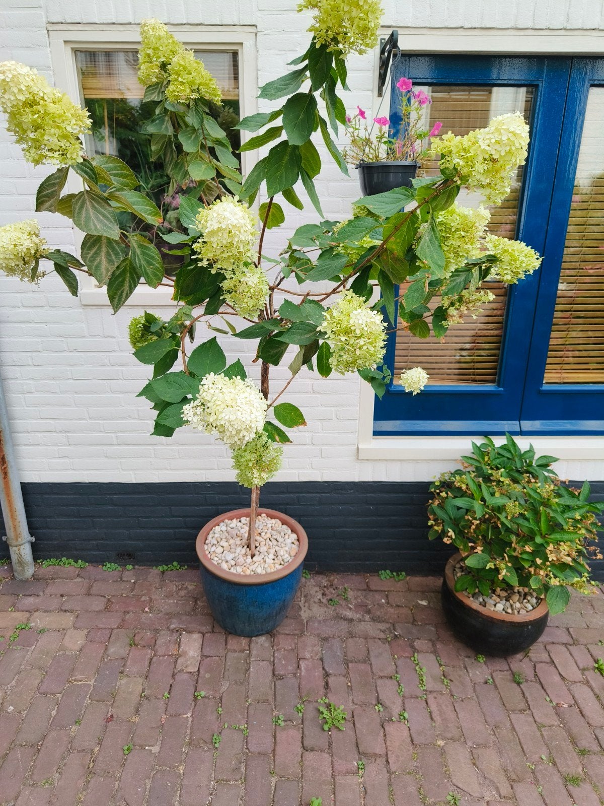 Grote plant Annabelle in nw Keramieken pot, 100 tot 250 cm, Zomer, Palmboom, Ophalen