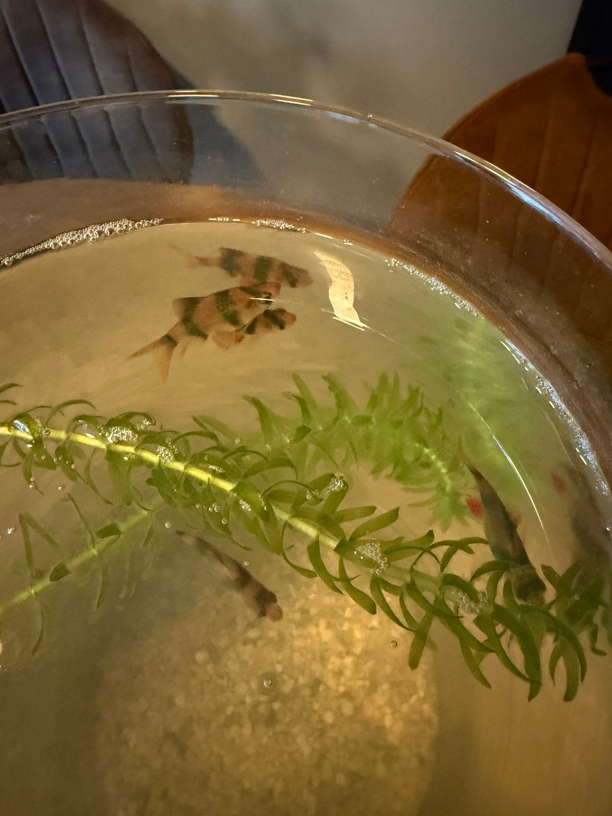 4 visjes gratis, Dieren en Toebehoren, Vis