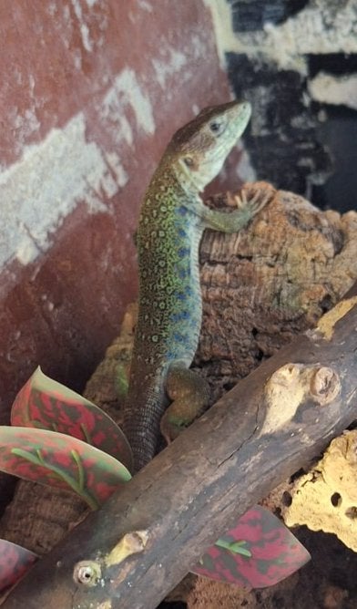 Parelhagedis, 0 tot 2 jaar