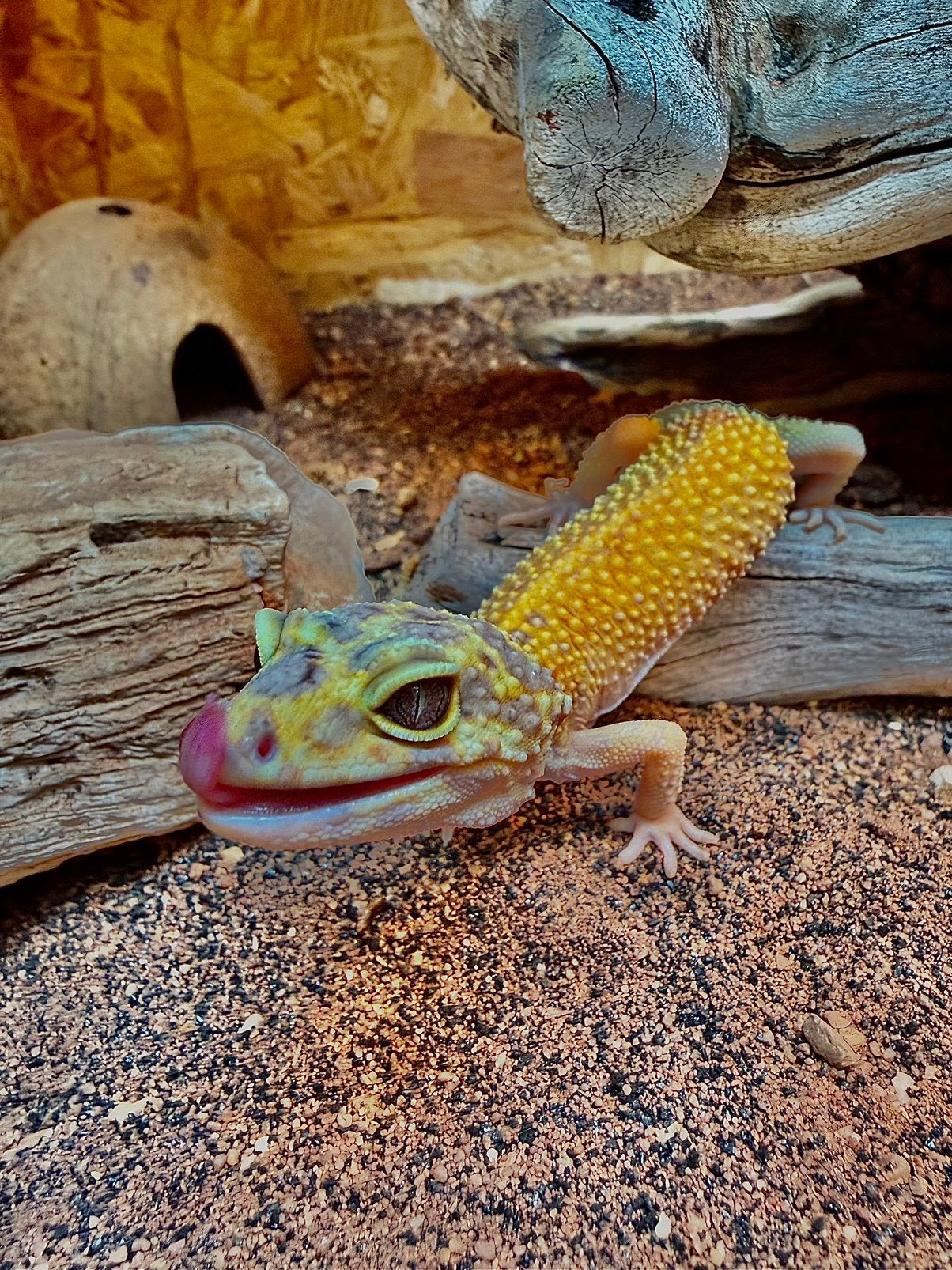 Luipaard gekko vrouwtje Leopard Gecko photo 3