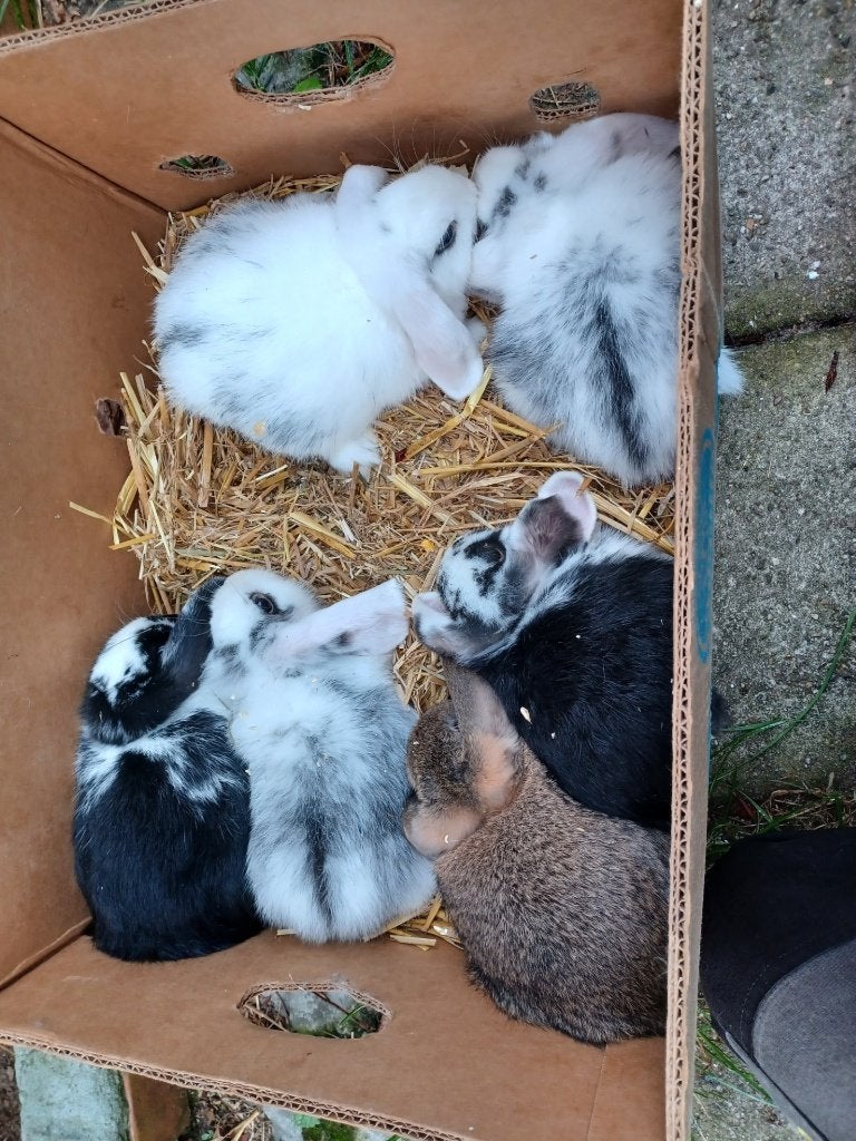 hangoortjes, Meerdere dieren, Dwerg