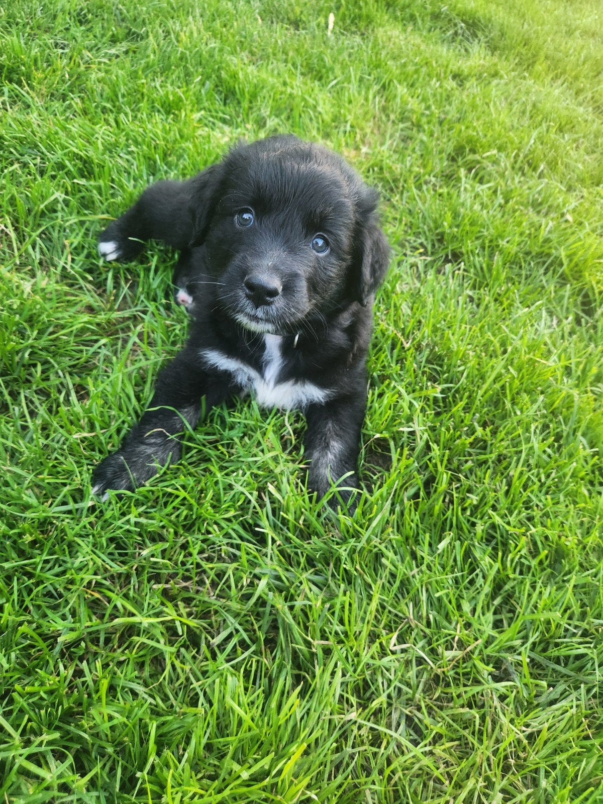 Prachtige australian shepherd x golden retriever pups, Dieren en Toebehoren, Honden | Niet-rashonden, 8 tot 15 weken, Parvo, Meerdere