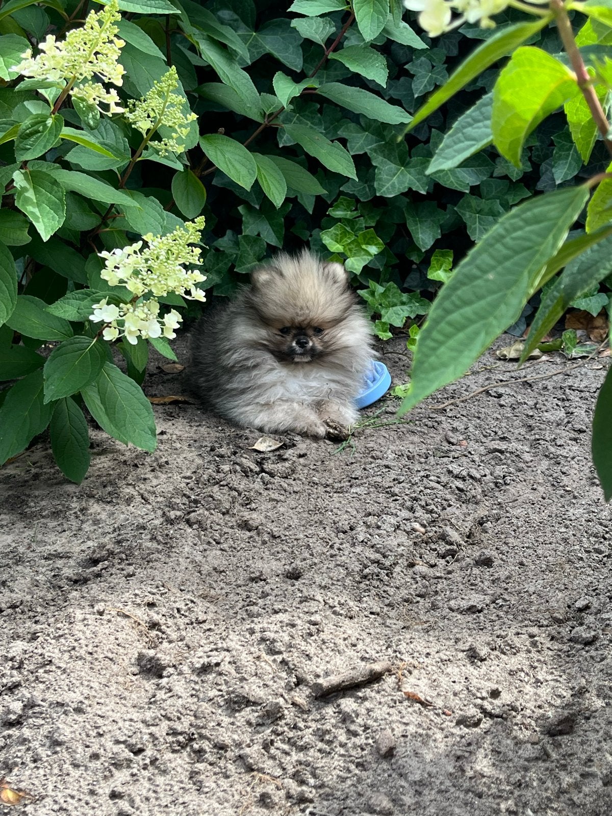 Bear Face Pomeriaan pup 'Coco' zoekt een nieuw baasje, Particulier, Keeshond, Reu, 8 tot 15 weken