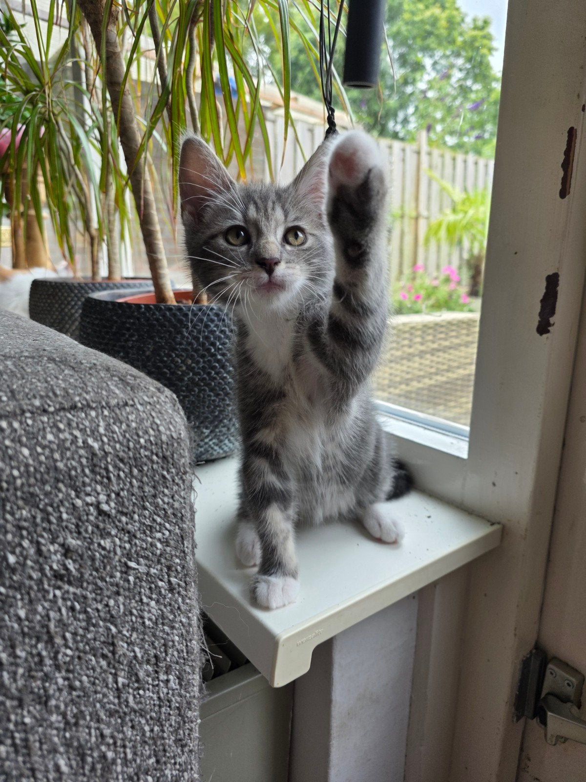 2 mooi kittens zoeken een warm thuis. Per kittens 99,00, Dieren en Toebehoren, Katten en Kittens | Overige Katten, Poes