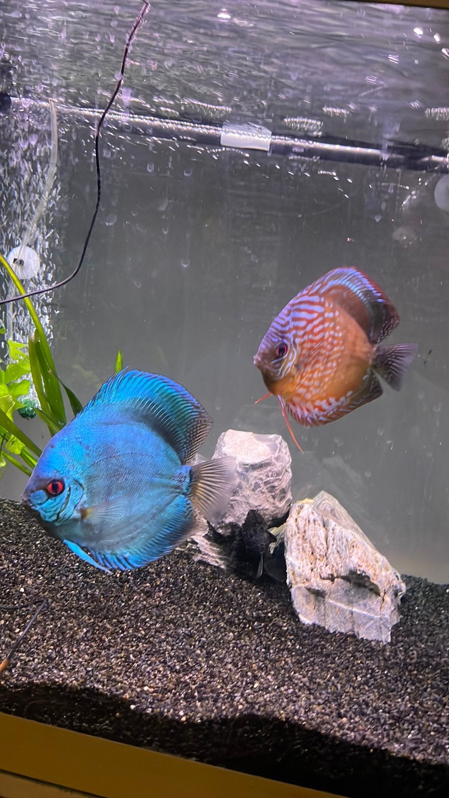 Discus stendker vrouw, Dieren en Toebehoren, Vis