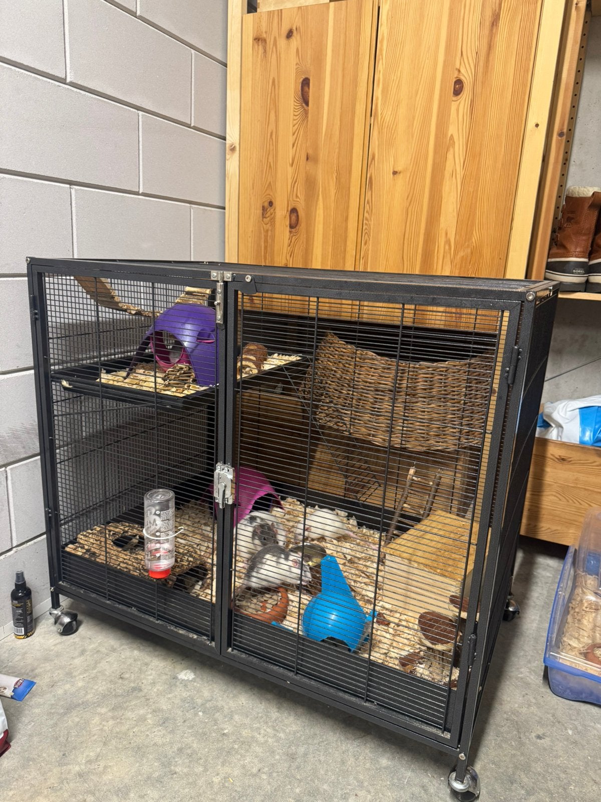 3 vrouwelijke ratjes inclusief keddoc kooi en accessoires, Ophalen, Kooi, Zo goed als nieuw, 90 cm of meer