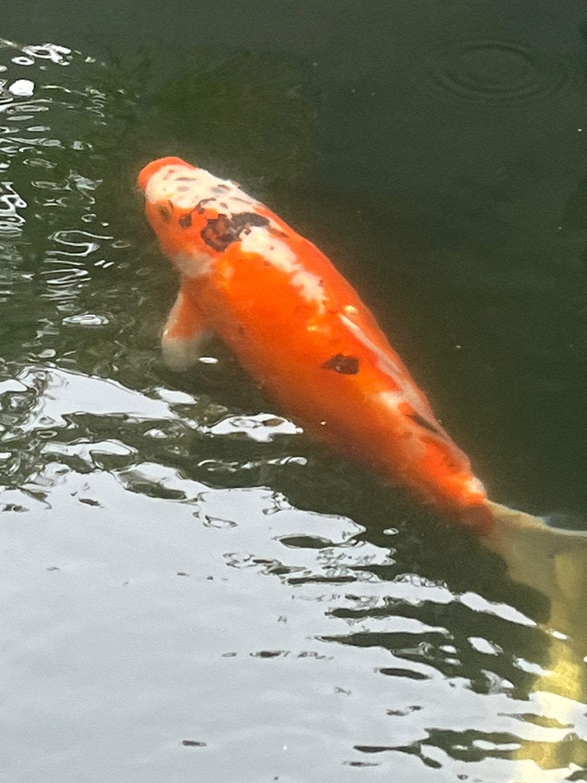 Koi karper, Dieren en Toebehoren, Vissen | Vijvervissen, Karper of Koi