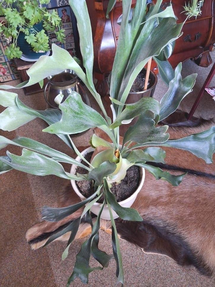 Prachtige hertshoorn in pot 85 cm hoog., Ophalen, In pot, Halfschaduw, Minder dan 100 cm
