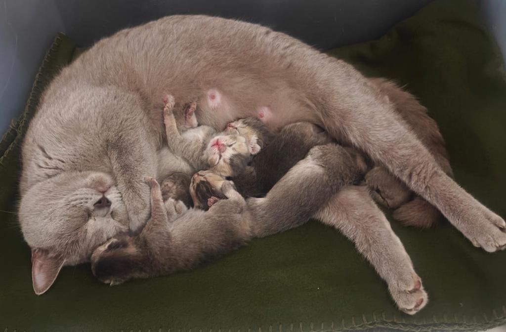 Prachtige Britse Korthaar kittens zoeken 'n liefdevol thuis, Dieren en Toebehoren, Katten en Kittens | Raskatten | Korthaar, Meerdere dieren