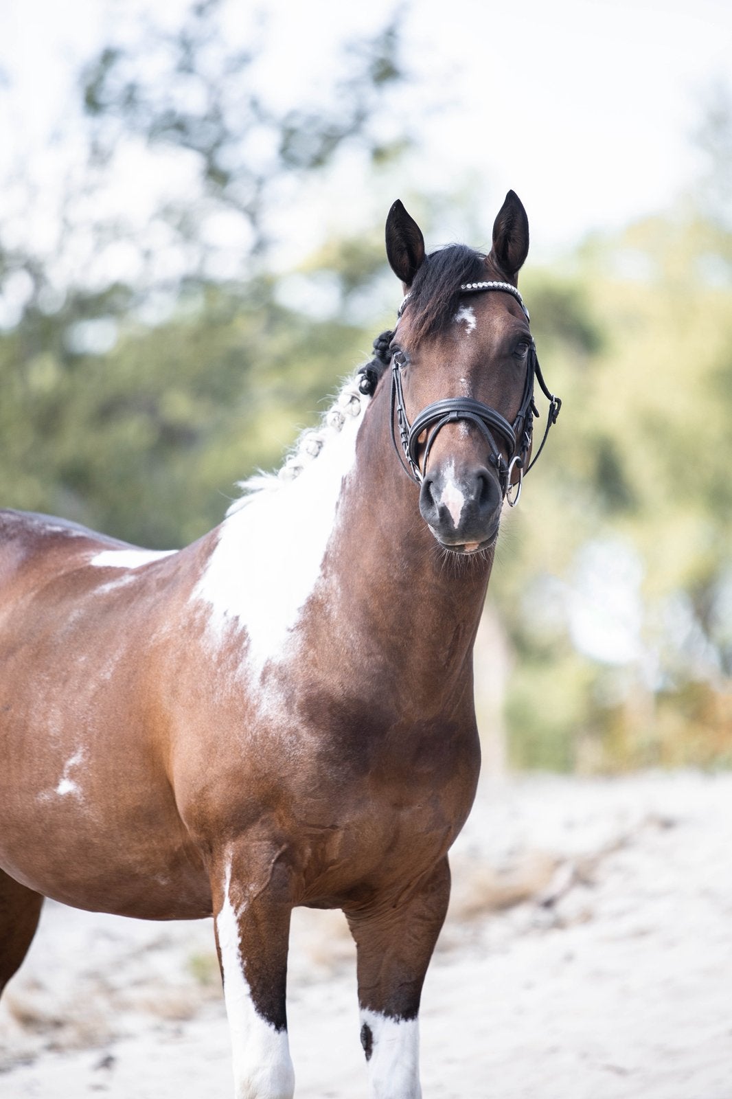 Echte allround eyecatcher te koop, Dieren en Toebehoren, Pony's, Gechipt, Ruin, M, 7 tot 10 jaar