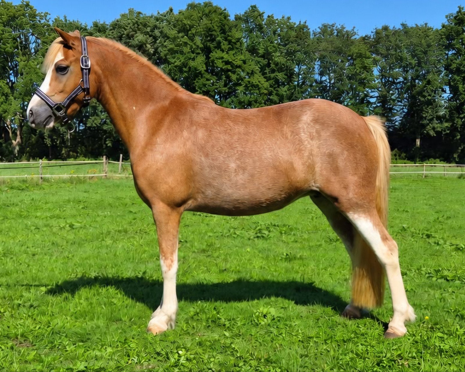 super mooie en lieve 7 jarige Sectie A Welsh Merrie, Dieren en Toebehoren, Merrie, B pony (1.17m tot 1.27m), 7 tot 10 jaar