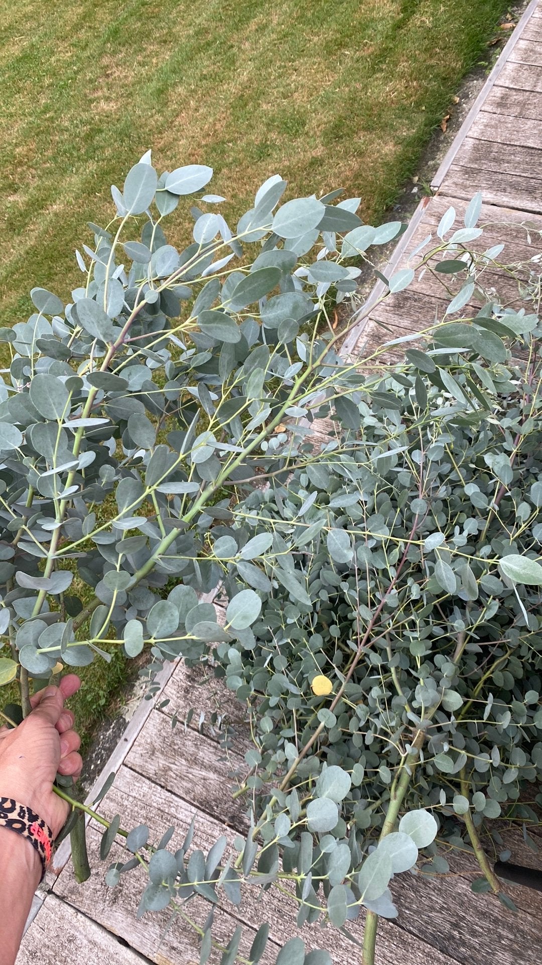 Vers geknipte eucalyptus takken, Ophalen, Overige soorten