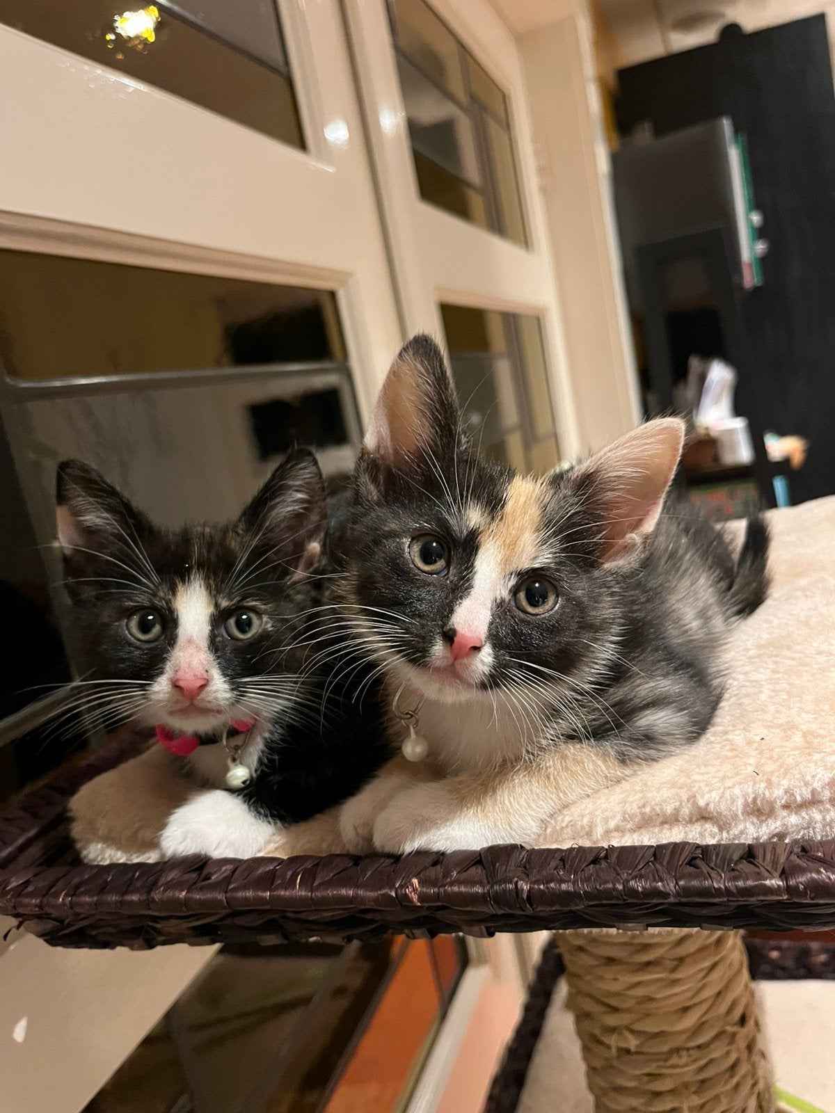 Twee lapjes kittens poesjes, Poes