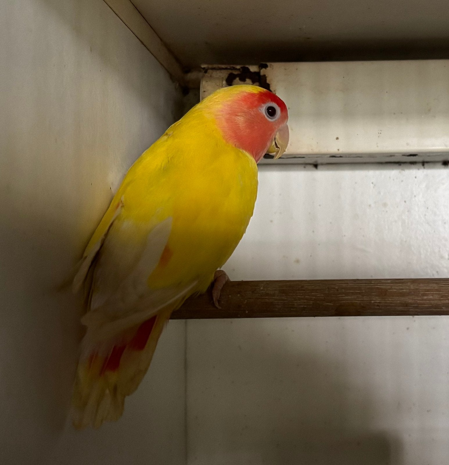 Agarponis ( dwergpapegaaitje ), Geslacht onbekend, Dwergpapegaai of Agapornis