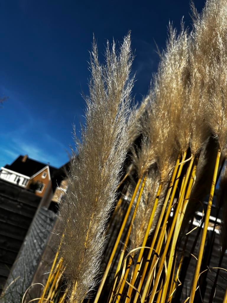 Pampas gras pluimen 150-220 cm hoog/25-35 cm pluim, Ophalen