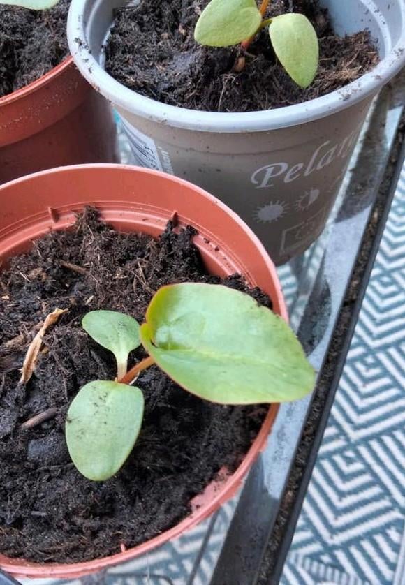 Rabarber 🐝🥬🥬, Ophalen, Groenteplanten, Volle zon