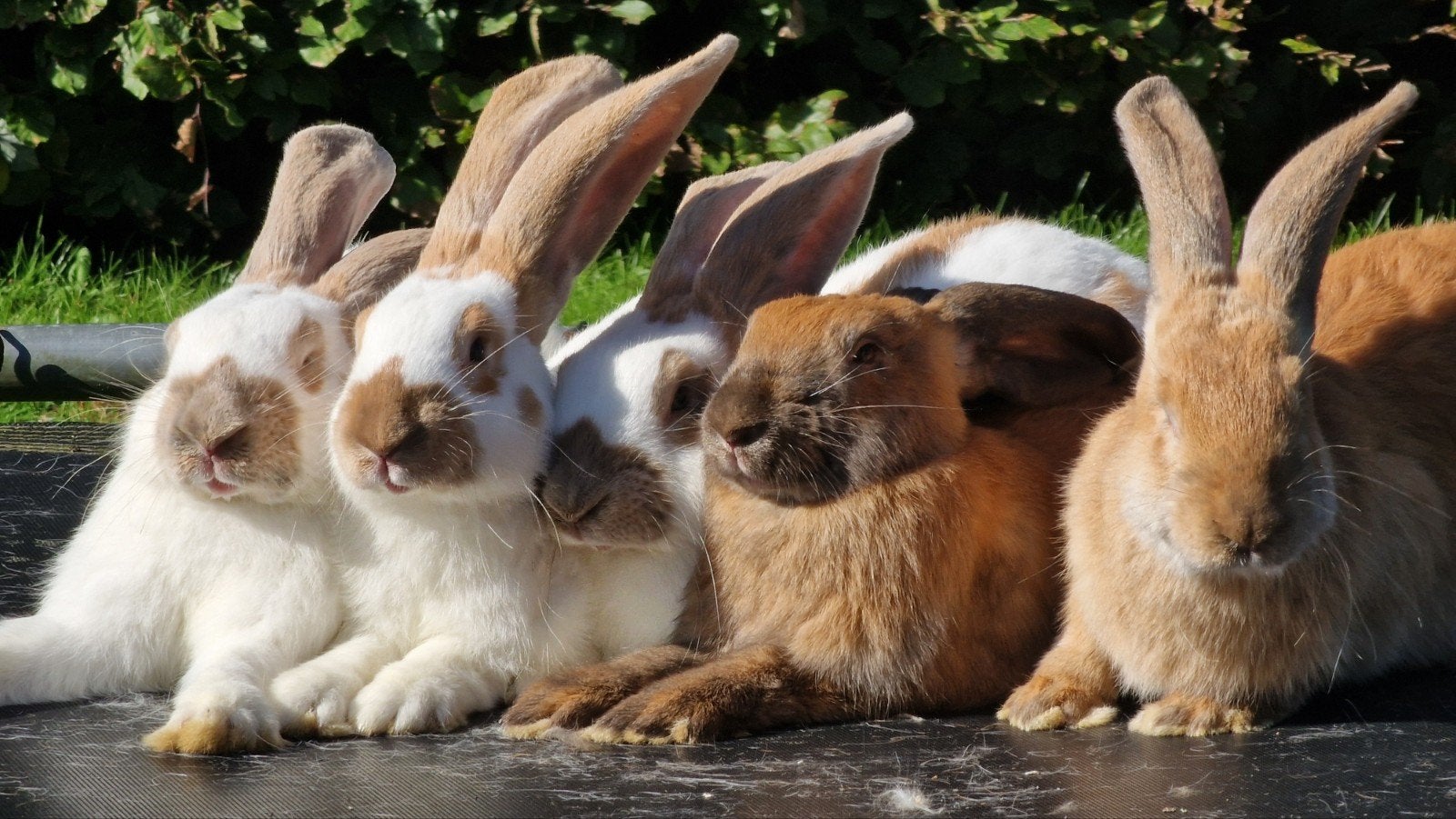 Lotharinger groot konijnen rammen, Dieren en Toebehoren, Mannelijk, Groot