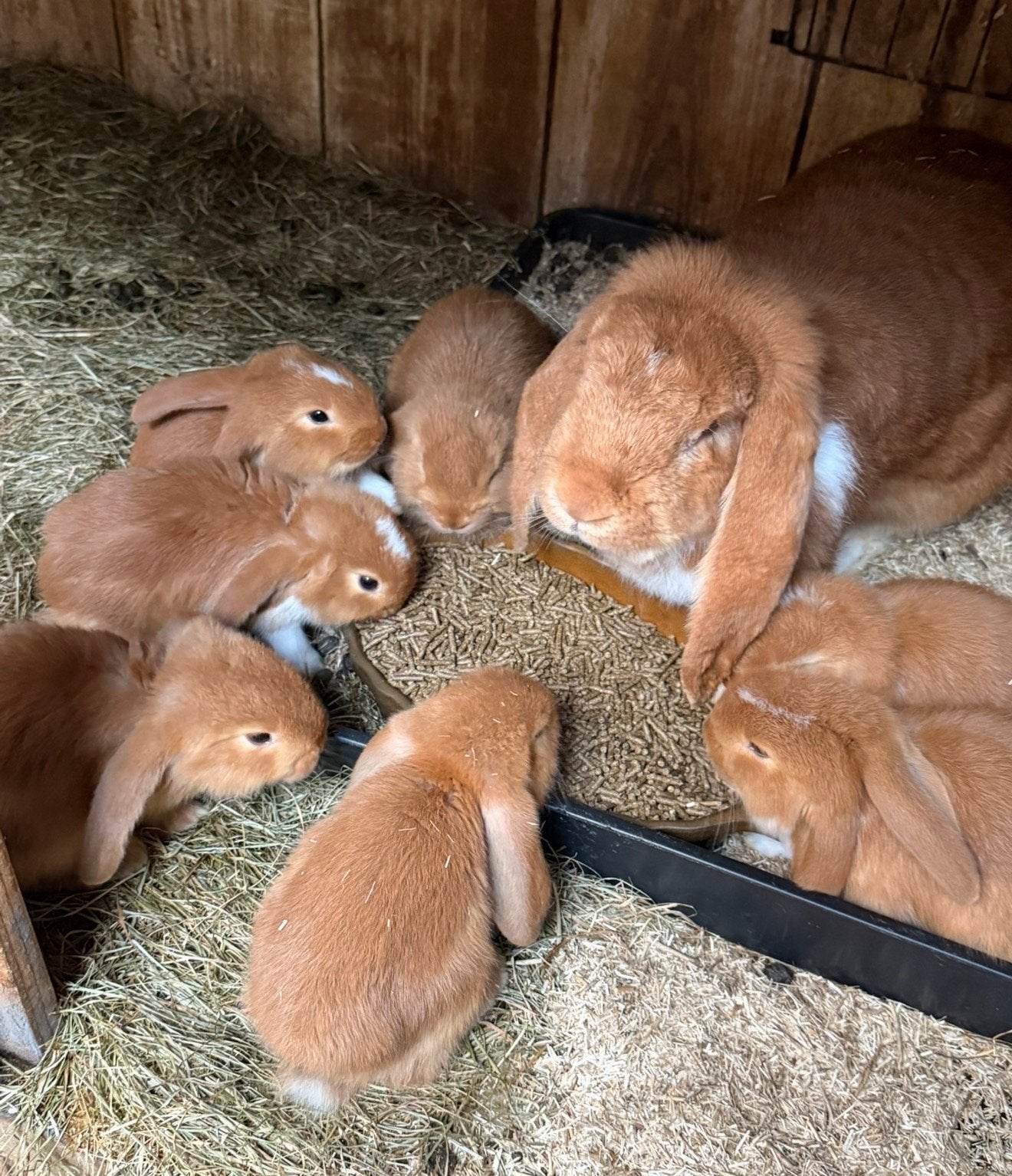 Franse hangoren, Dieren en Toebehoren, Juli, Meerdere dieren, Overige typen, Tam