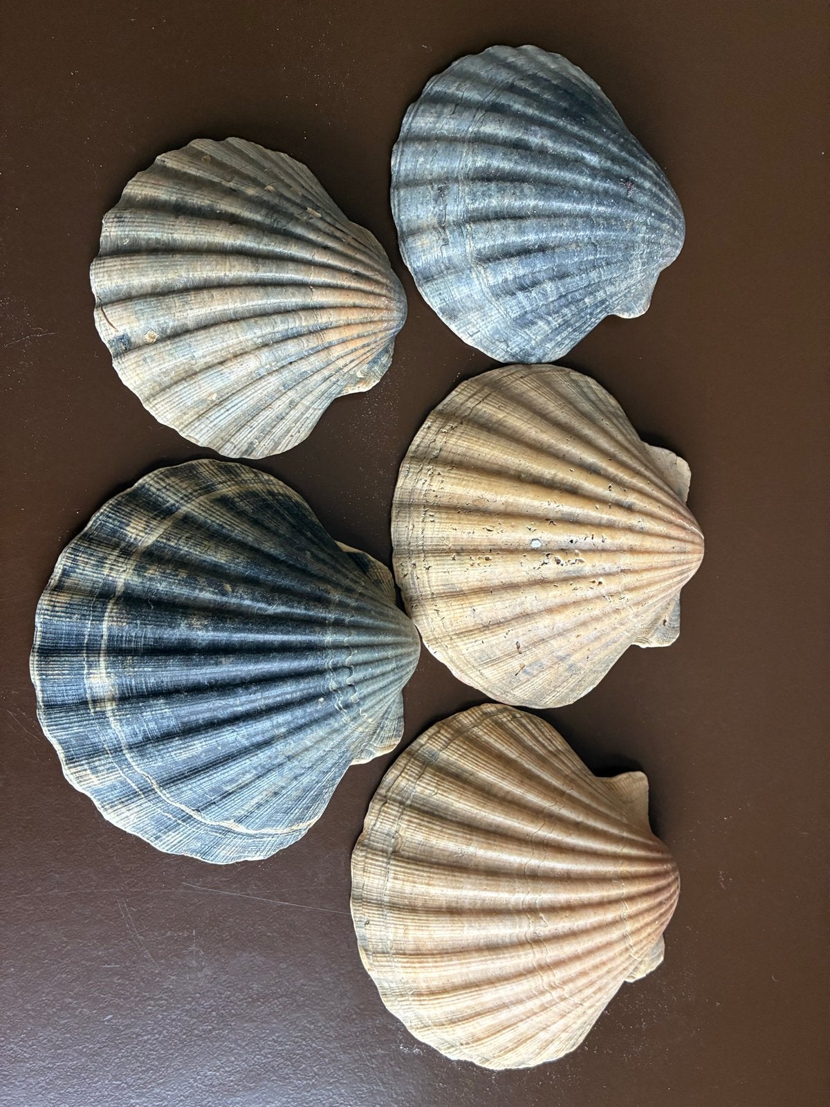 5 Mooie Jacobs schelpen - Decoratie of verzameling, Verzamelen, Ophalen of Verzenden, Gebruikt