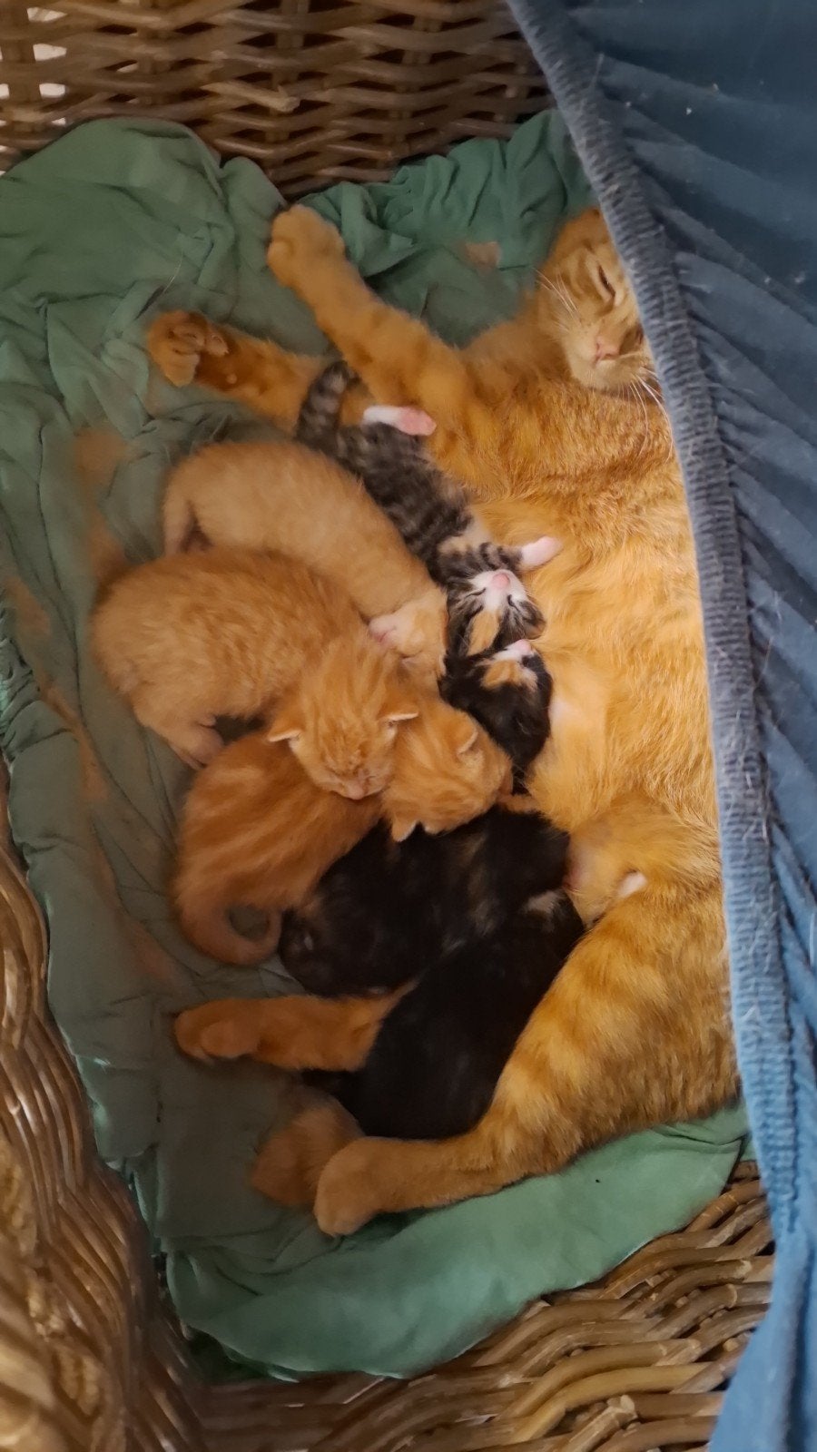 Kitten