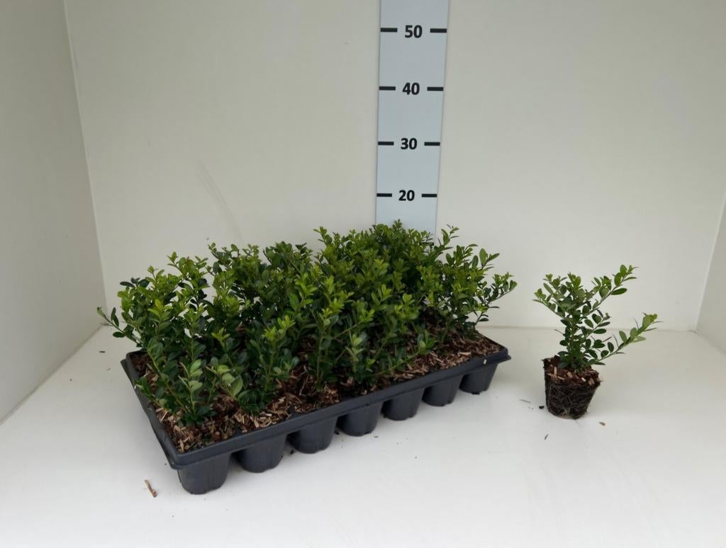 Ilex crenata 'Caroline Upright' 🍀, Ophalen, Overige soorten, Halfschaduw