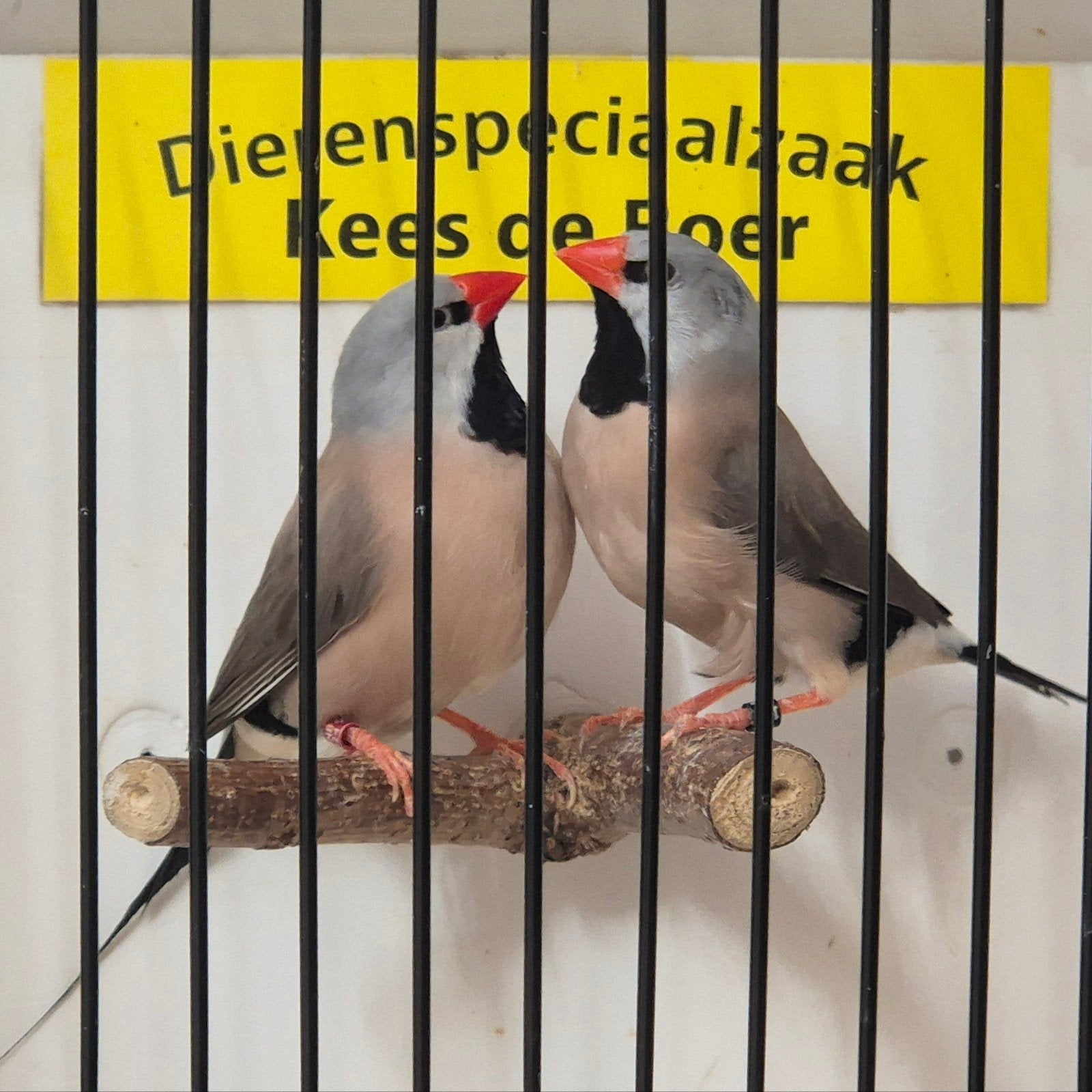 koppel spitsstaart amadines