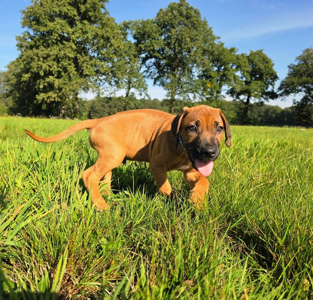 Rhodesian Ridgeback 1 reutje FCI-stamboom, Dieren en Toebehoren, Overige rassen, CDV (hondenziekte), 8 tot 15 weken, Meerdere