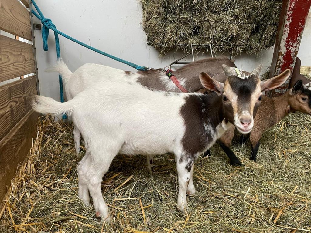 Dwerg bok chocolade tan bont cae cl vrij, Dieren en Toebehoren, Schapen, Geiten en Varkens, Mannelijk, Geit, 0 tot 2 jaar