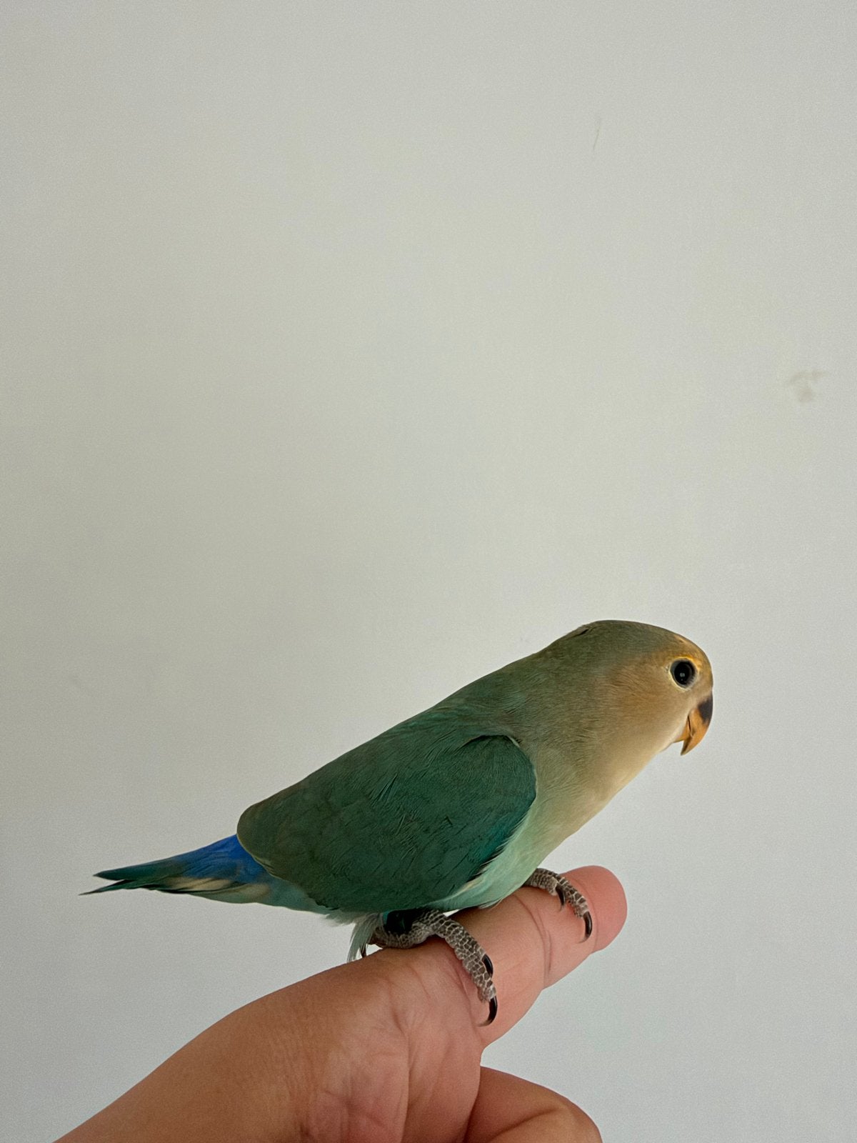 Een mooie tamme agapornis rosellicus aqua man, Mannelijk, Dwergpapegaai of Agapornis, Tam