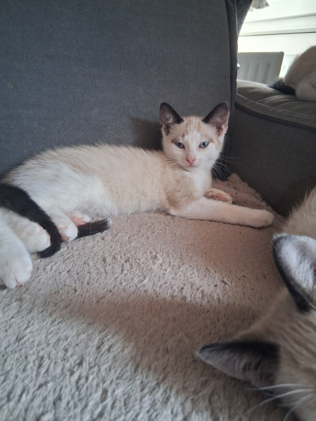 snowshoe meisjes poes 12 weken, Dieren en Toebehoren, Poes, Gechipt, 0 tot 2 jaar