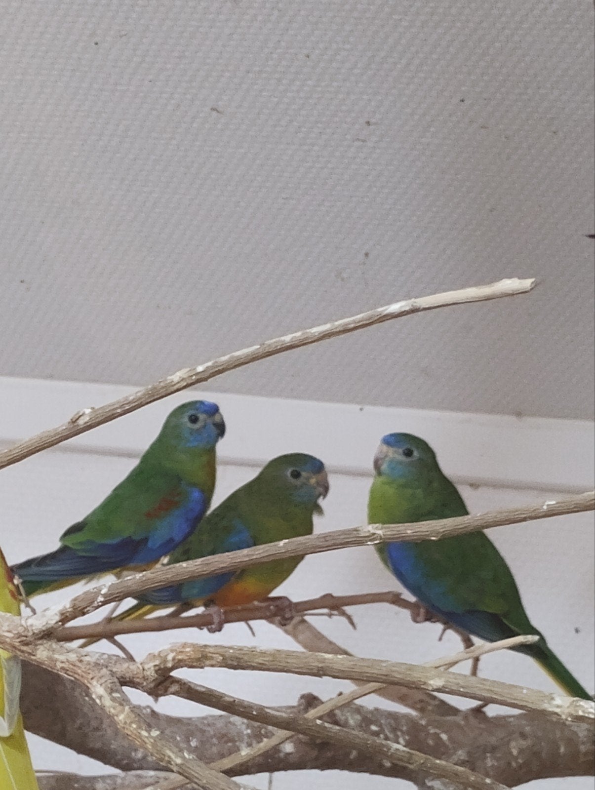turquoisine parkiet roodbuik poppen, Dieren en Toebehoren, Vrouwelijk, Parkiet, Geringd